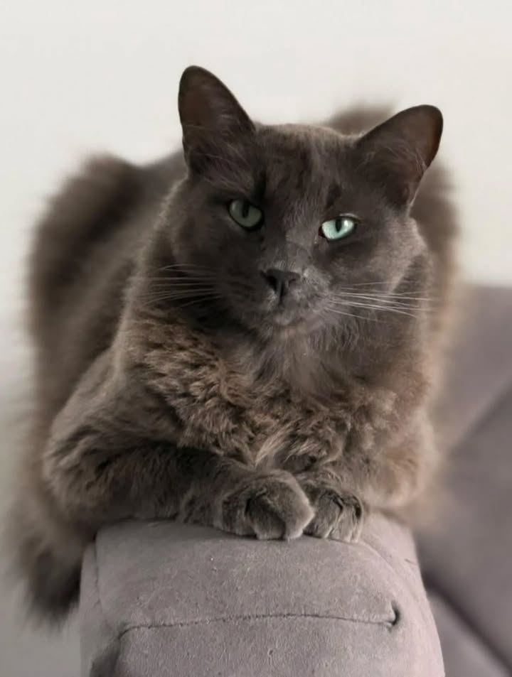 Adopción de gatos en Pereira, Risaralda 