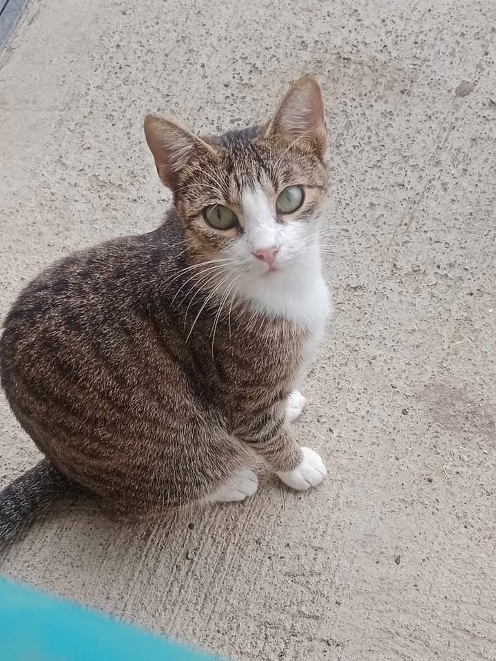 Linda Gatica en busca de hogar 