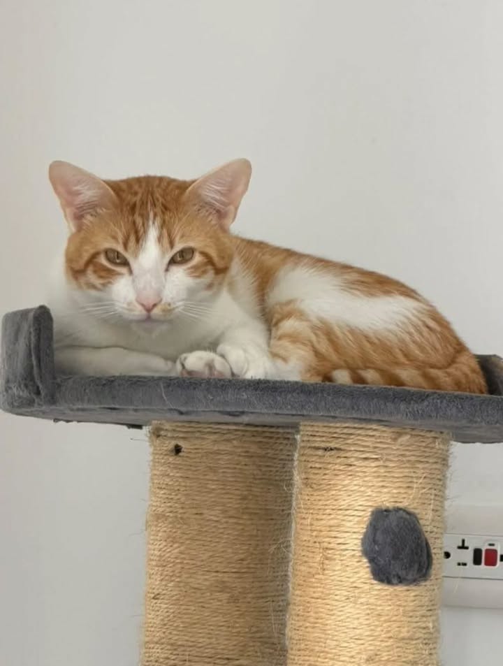 Adopción de gatos en Pereira, Risaralda 