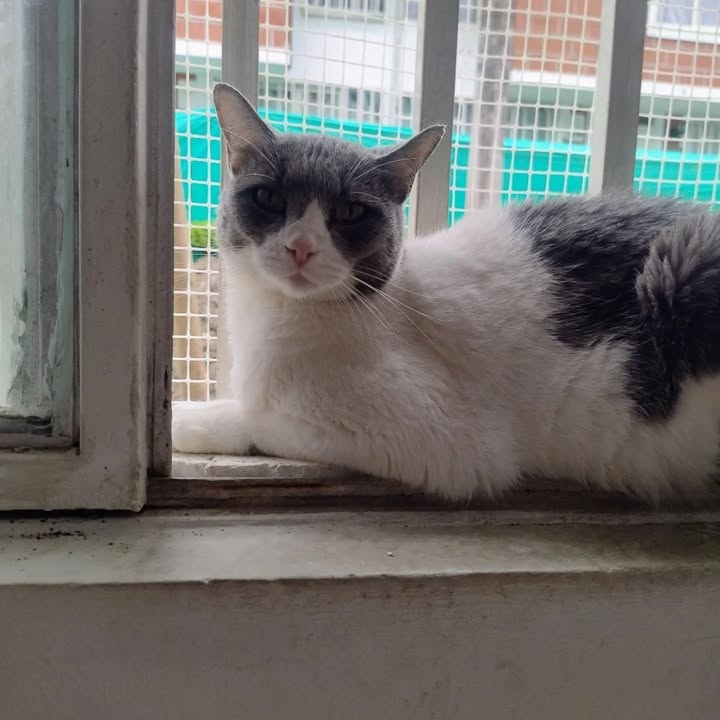 Hermanitos Macho y Hembra Buscan Hogar en Pereira 