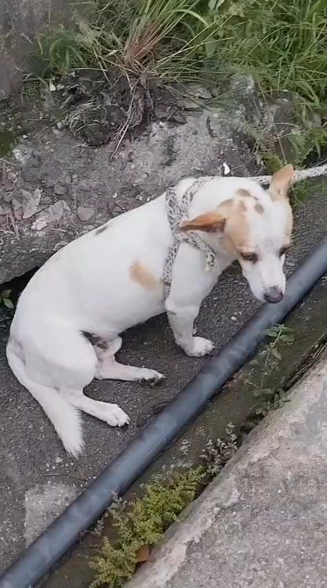 Perro de raza pequeña busca hogar en Tuluá 