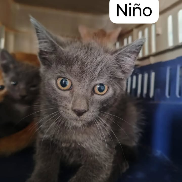 Gatitos en adopción en La Victoria, Valle 