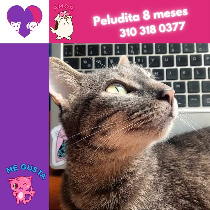 Adopta un gato en Bogotá 