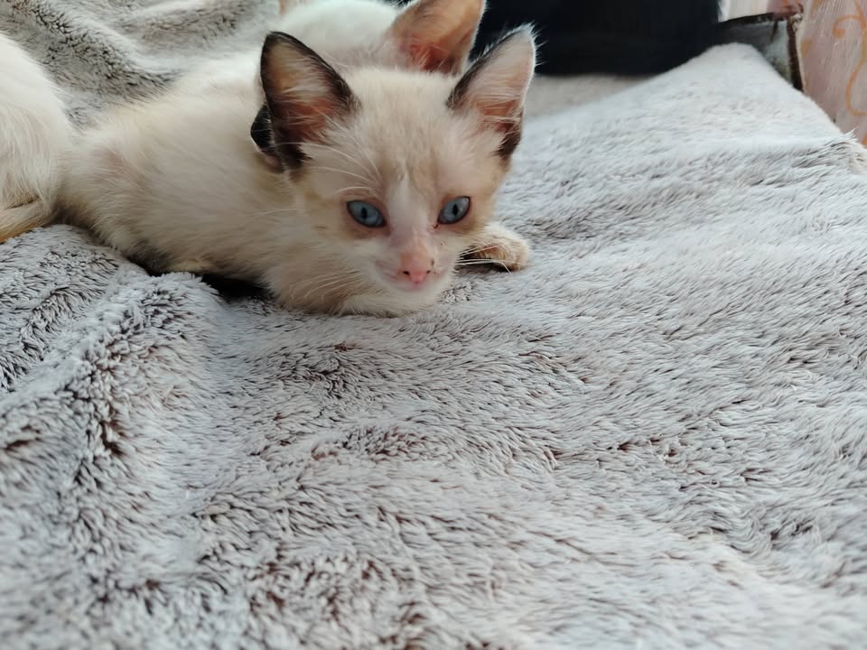 Gatos en Adopción Bogotá Colombia 