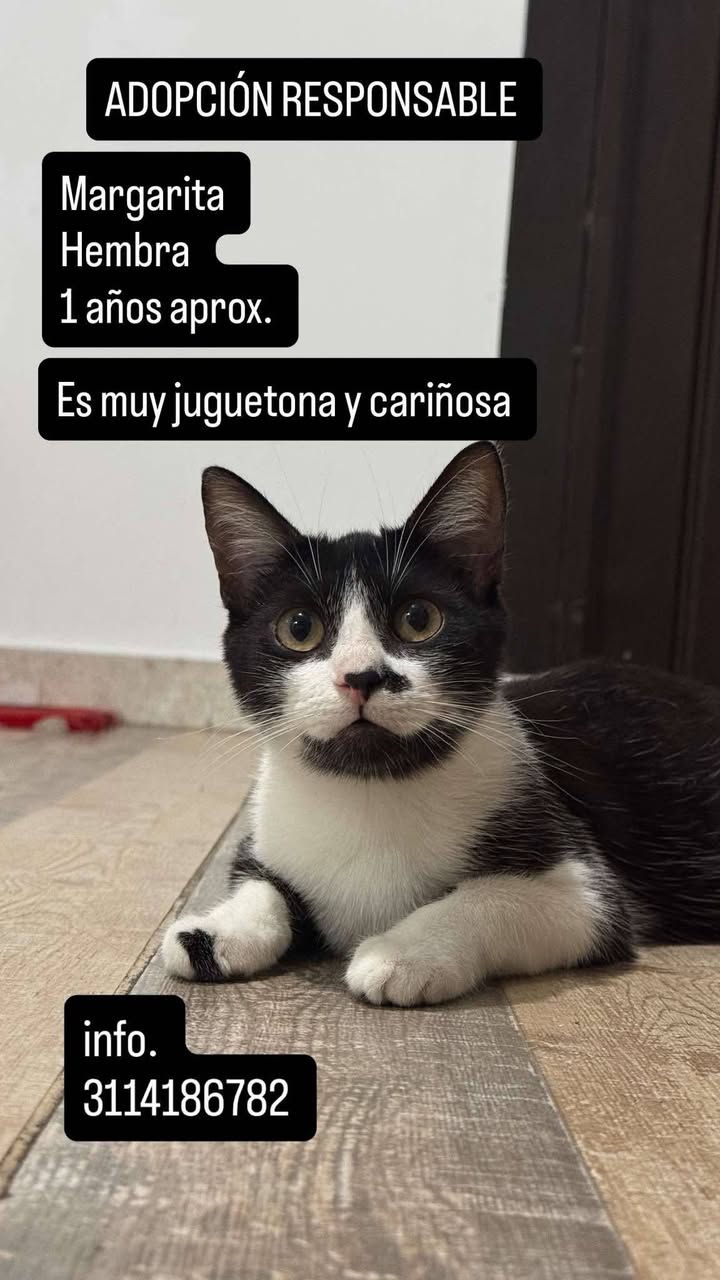 Gato en adopción en Pereira, Risaralda 