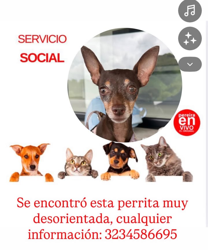Perra encontrada desorientada en Pereira 