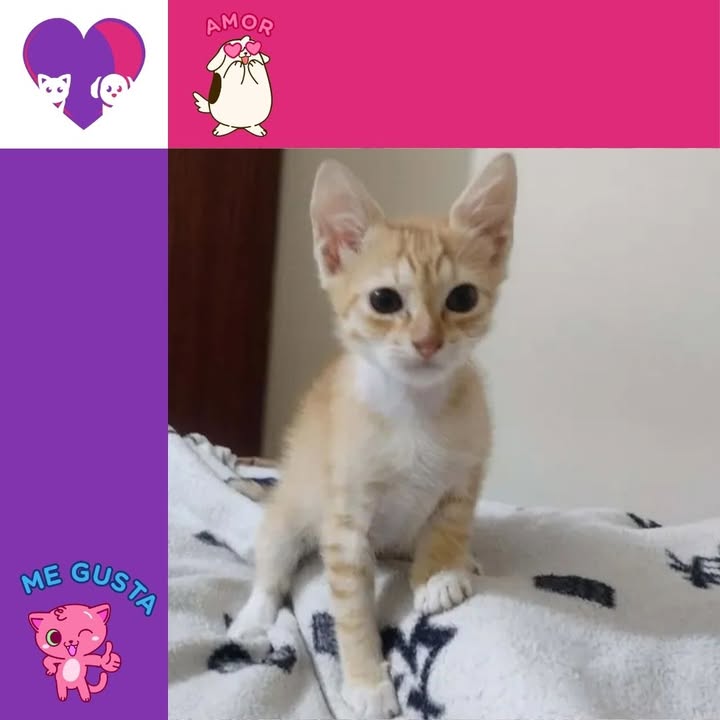 Adopta un gato en Bogotá 