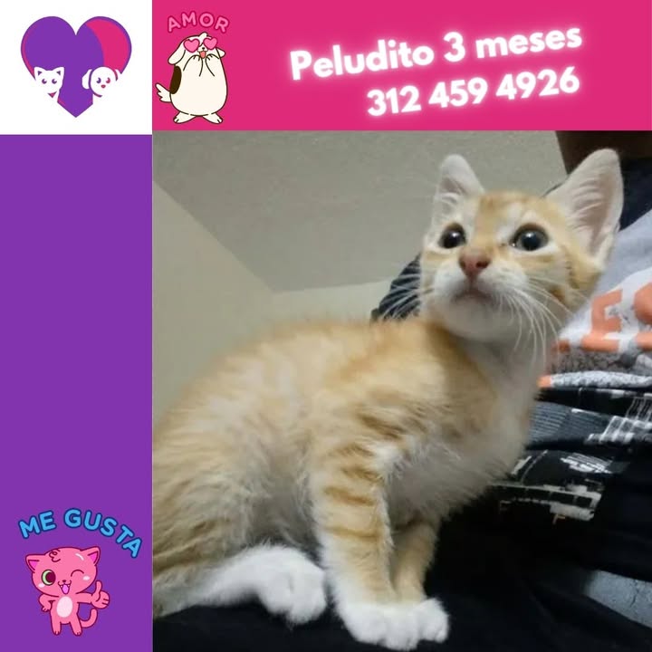 Adopta un gato en Bogotá 