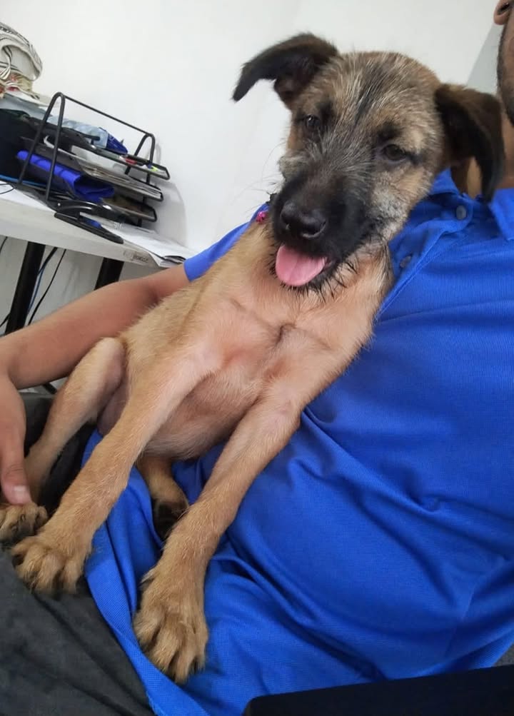 Adopta Perrita en Pereira - Risaralda 