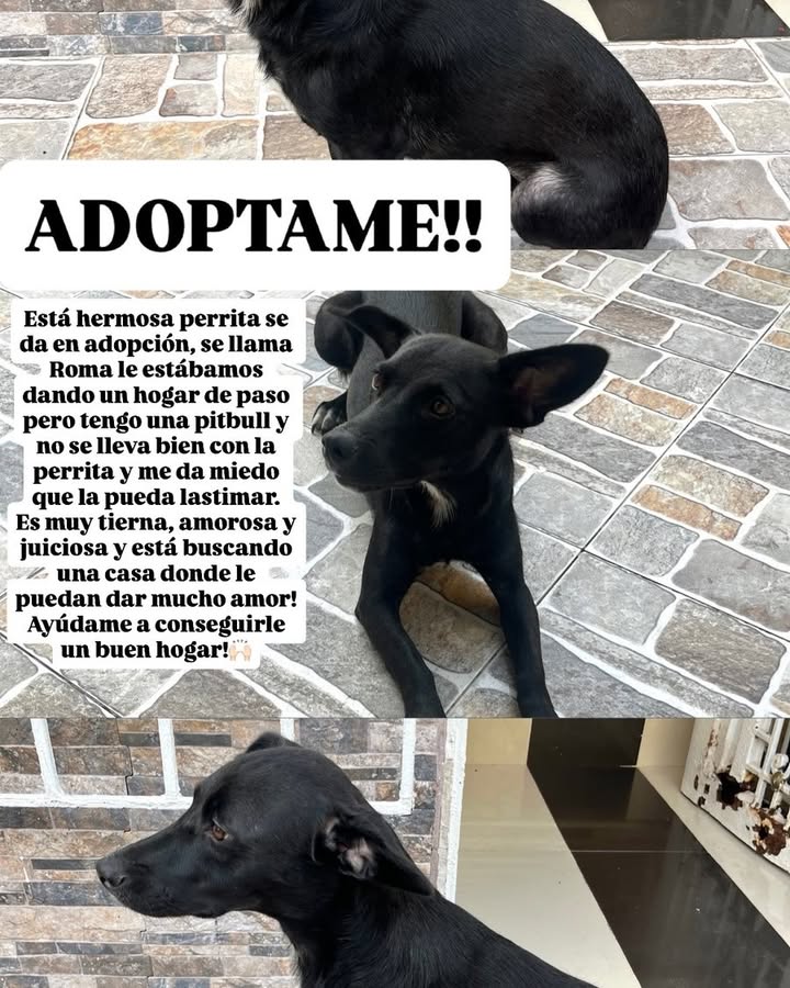 Perra en adopción 