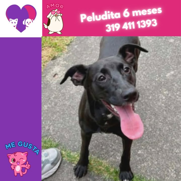Adopta un peludo en Bogotá 