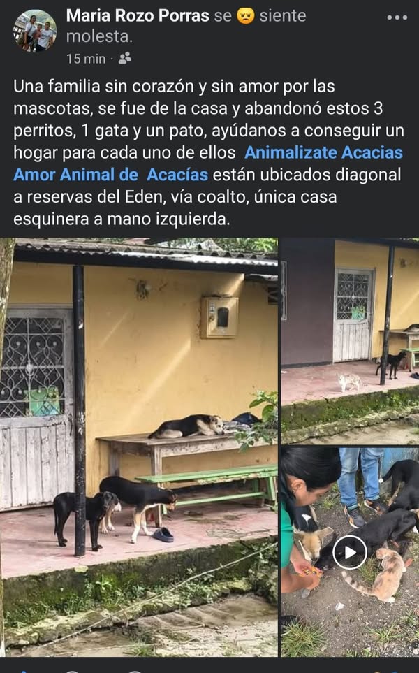 Adopción de Perros y Gatos en Acacías 