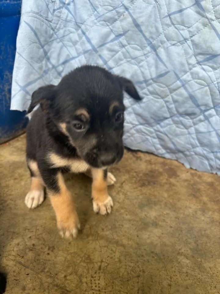 Cachorros en adopción en Pereira, Risaralda 