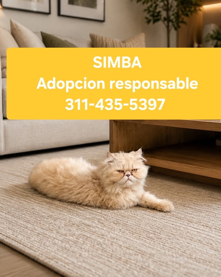 Gato Simba busca hogar responsable en Armenia, Quindío 