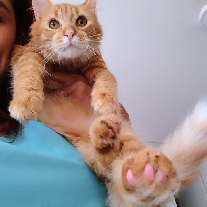 Gato Aarón busca hogar definitivo en Bogotá 