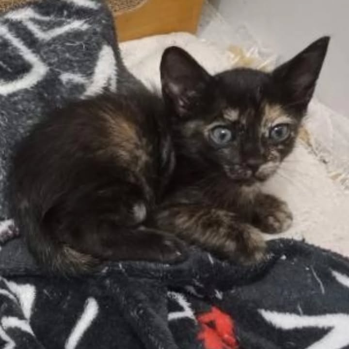 Gatitos en adopción en Pereira, Risaralda 