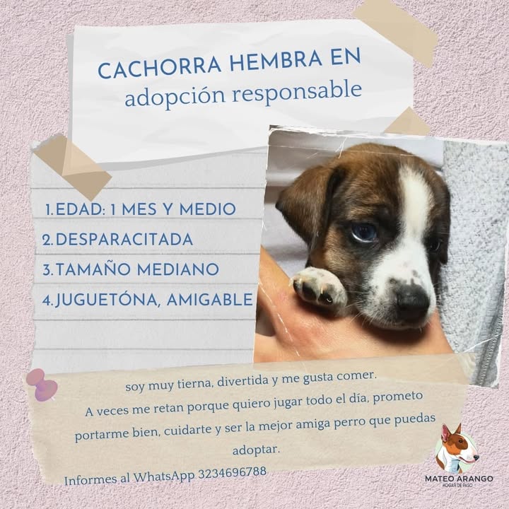 Bebés Adorables en Adopción - Manizales 
