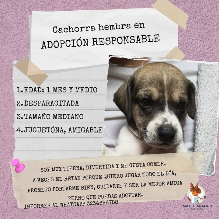 Bebés Adorables en Adopción - Manizales 