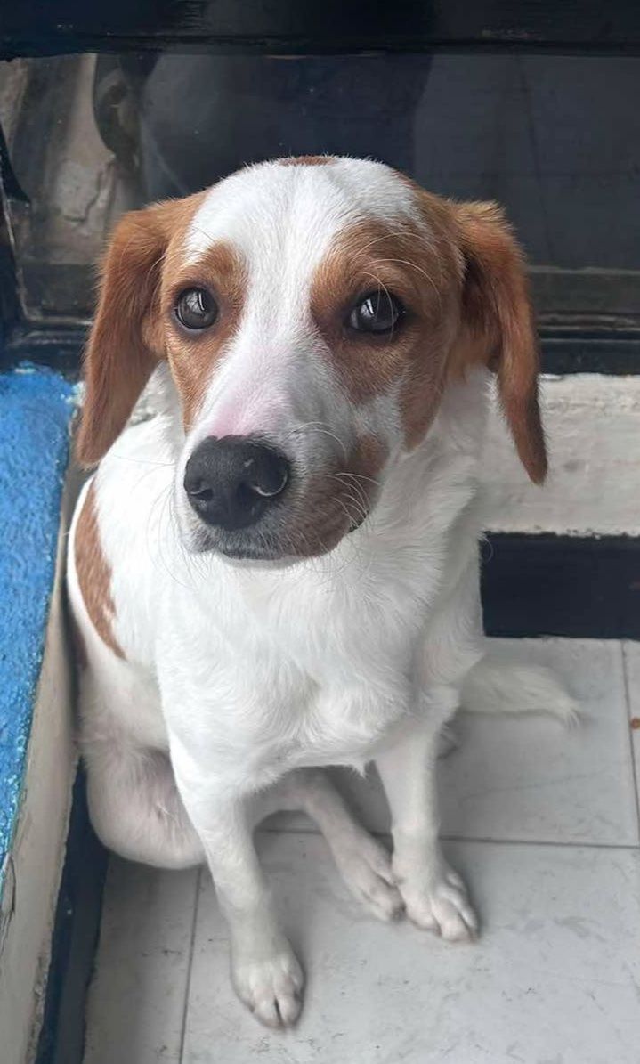 Perrito en adopción en Pereira 