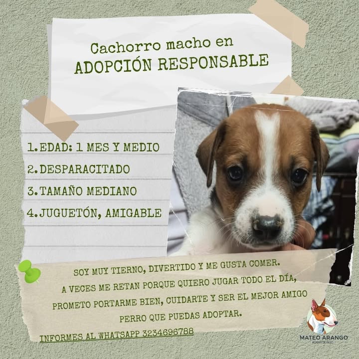Bebés Adorables en Adopción - Manizales 