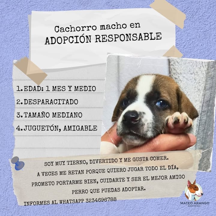 Bebés Adorables en Adopción - Manizales 