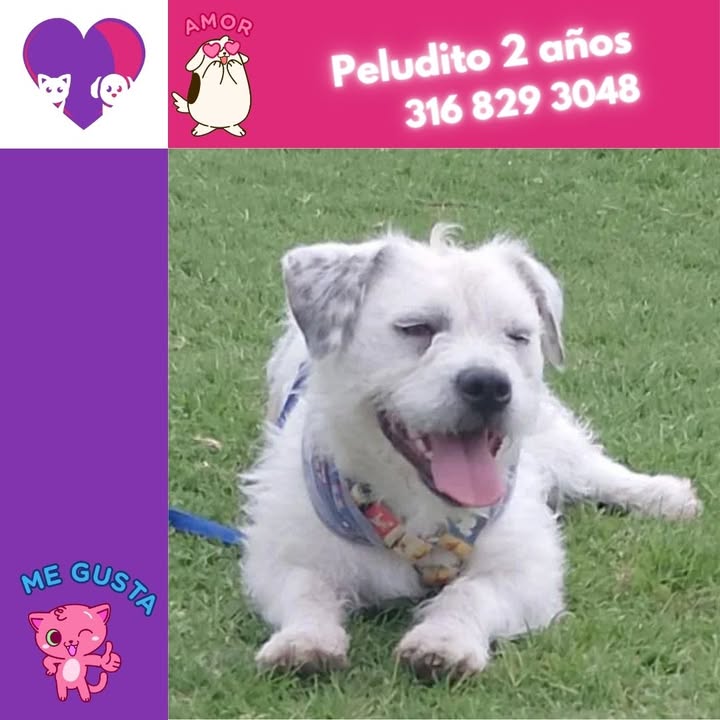 Adopción de peluditos en Bogotá, Colombia 