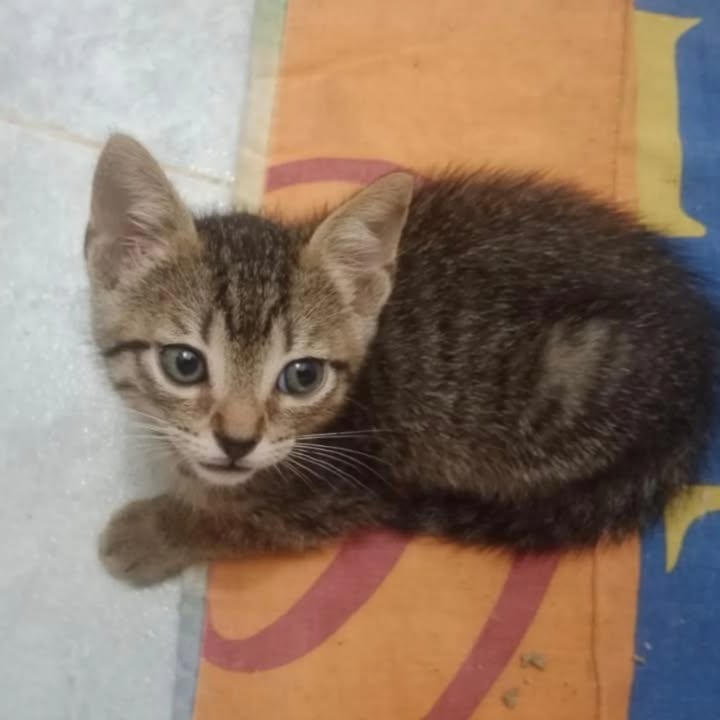 Gatitos en adopción en Pereira, Risaralda 