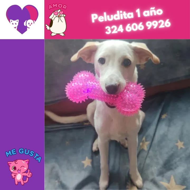Adopta un peludo lleno de amor y alegría en Bogotá 