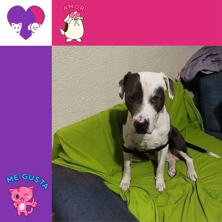 Perro en adopción en Bogotá 
