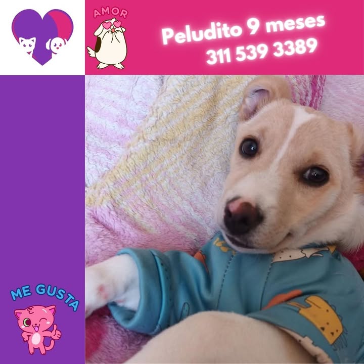 Adopta un peludito adorable en Bogotá 