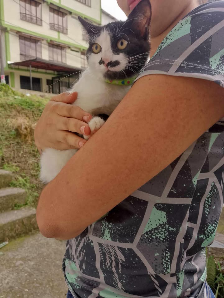 Gatito asustado encontrado en Quintas de la Colina, Pereira 