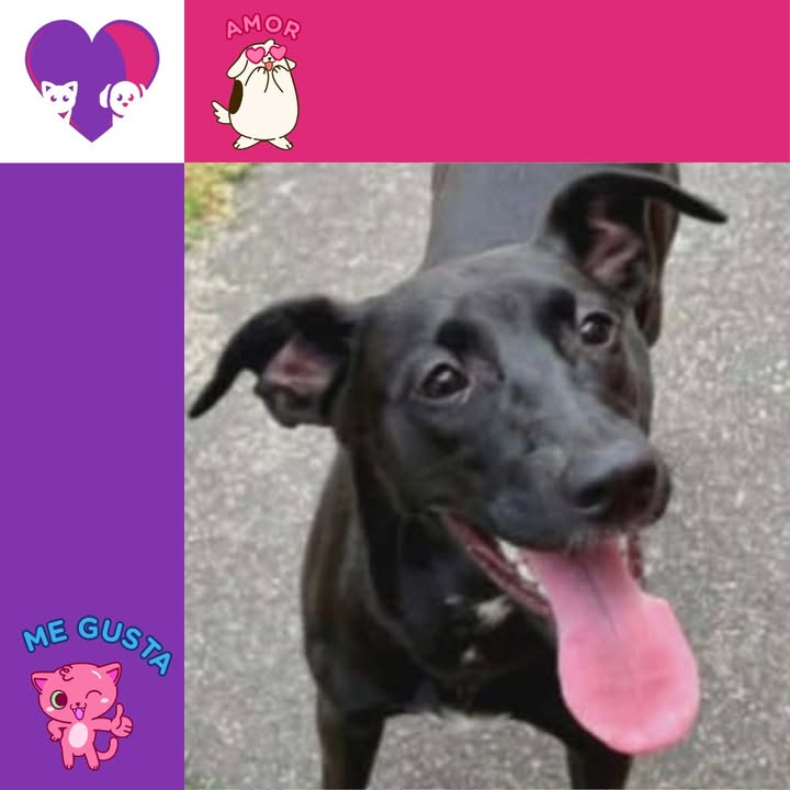Adopta un peludo en Bogotá 
