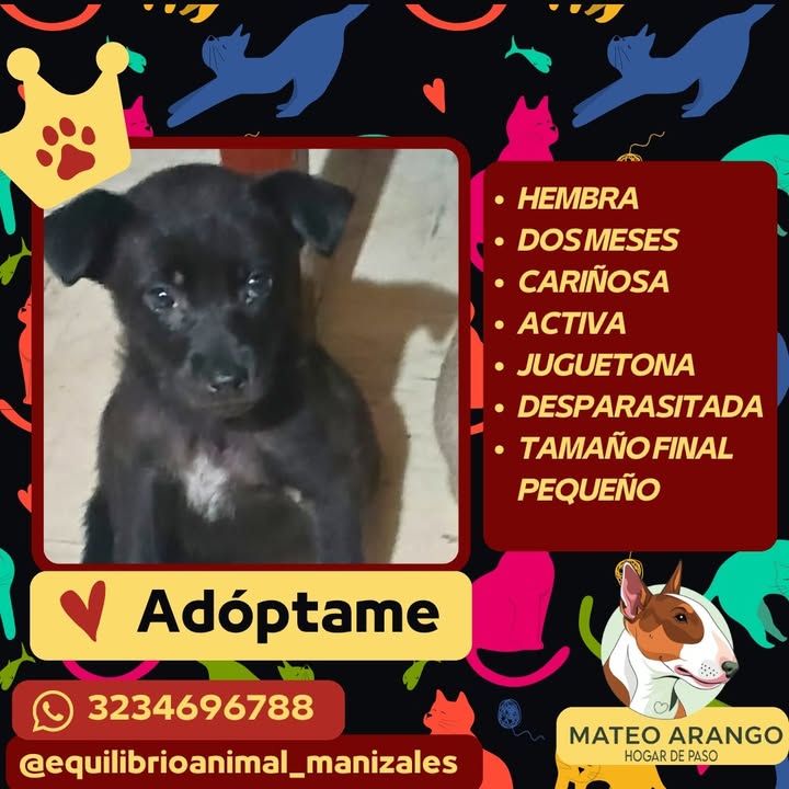 Adoptar gato o perro en Manizales, Caldas 