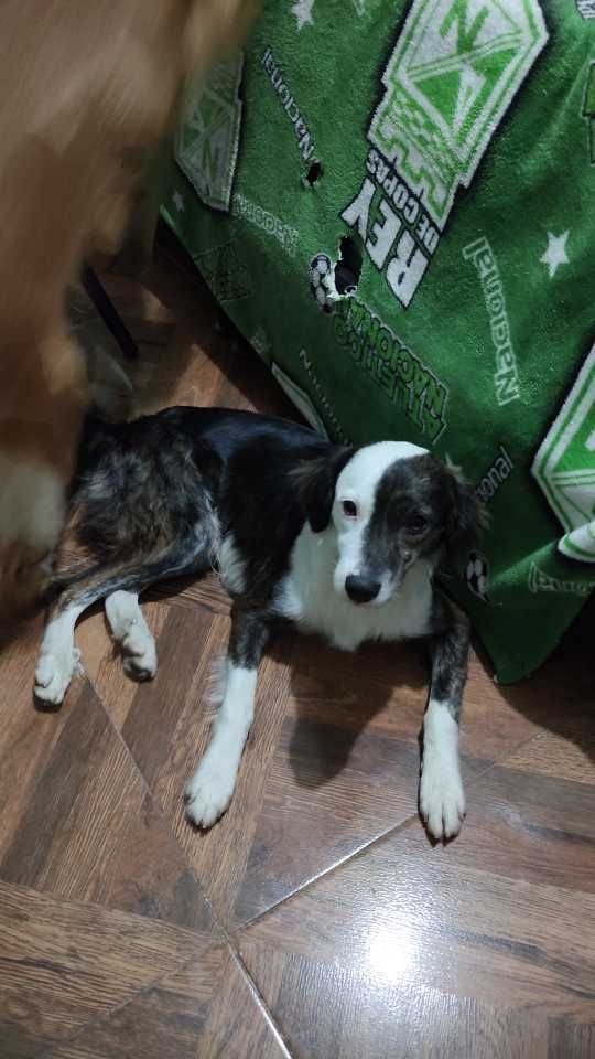 Adopta un perro en Pereira, Risaralda 