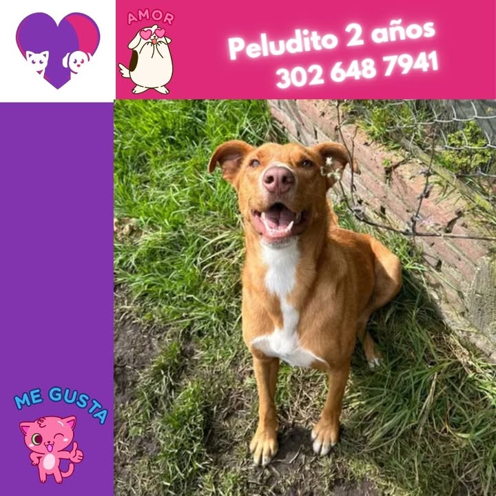 Perro Mambo busca hogar en Bogotá 