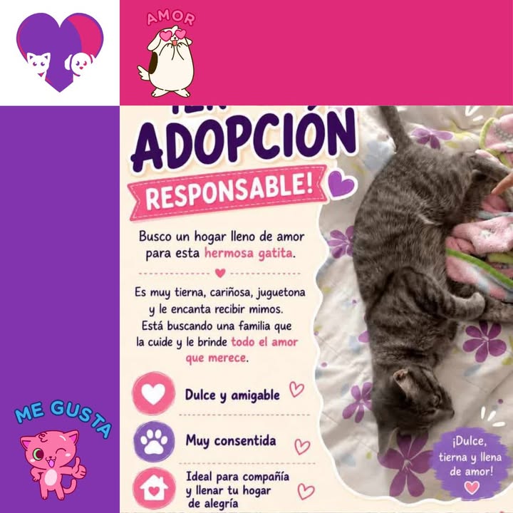 Adopta un gato en Bogotá 