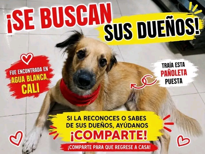 Perro encontrado en Agua Blanca, Cali 