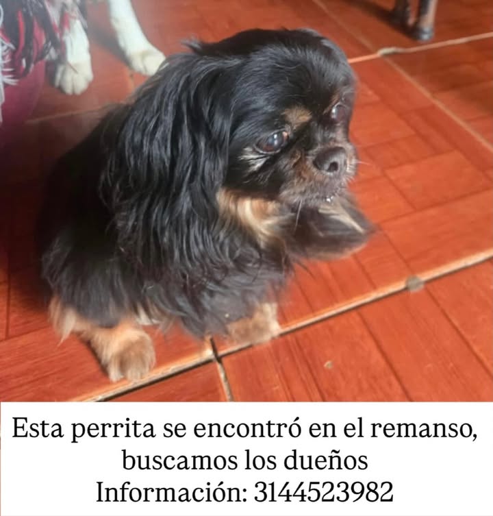 Perra encontrada en El Remanso, Pereira 