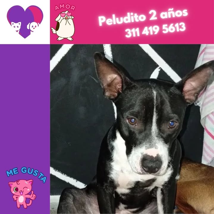 Perro en adopción en Bogotá 