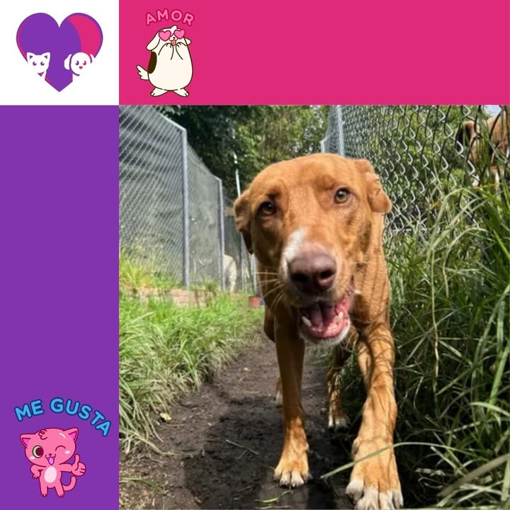 Perro Mambo busca hogar en Bogotá 