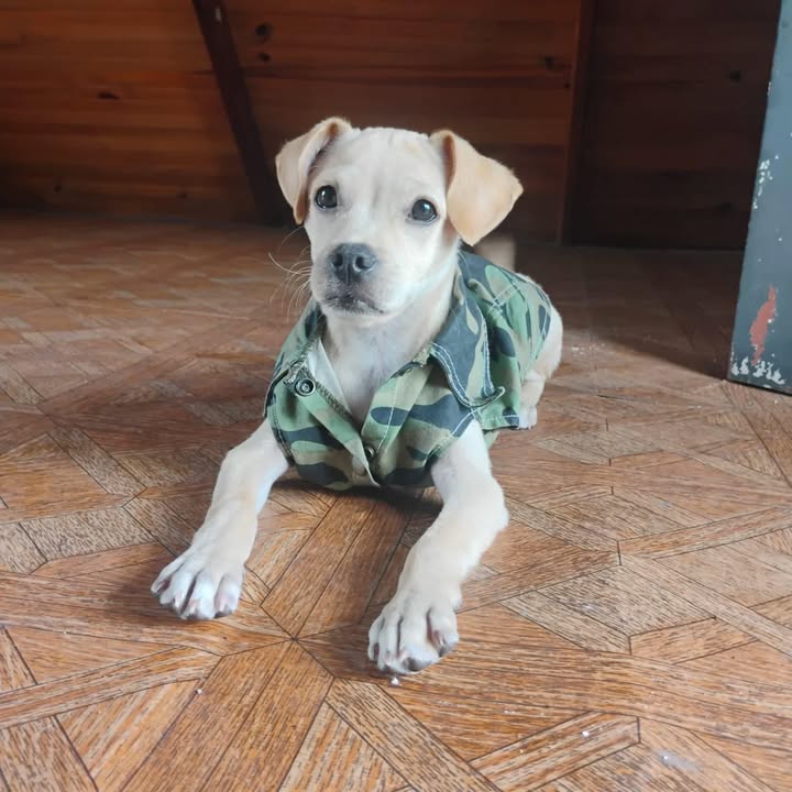 Cachorro de 4 meses en adopción en Pereira 