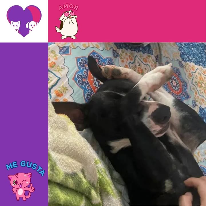 Perro en adopción en Bogotá 