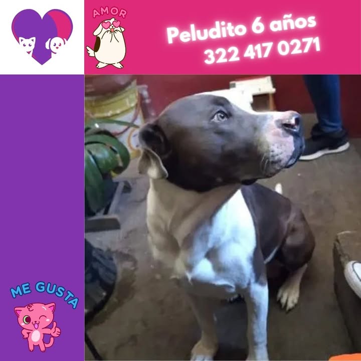 Perro en adopción en Bogotá 