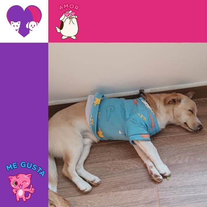 Adopta un peludito adorable en Bogotá 