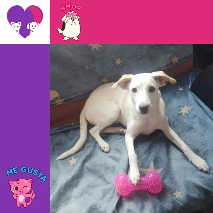 Adopta un peludo lleno de amor y alegría en Bogotá 