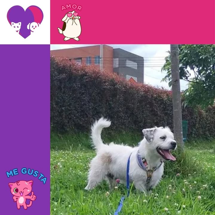 Adopción de peluditos en Bogotá, Colombia 