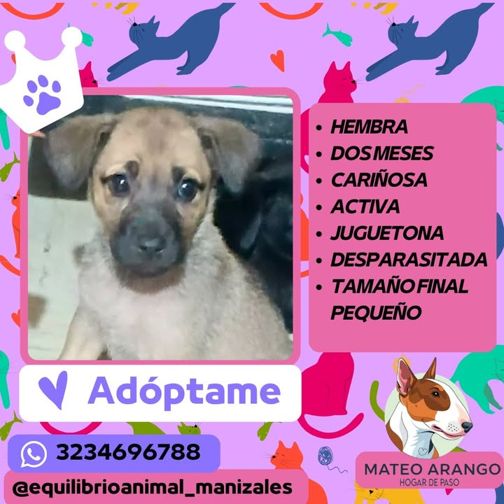 Adoptar gato o perro en Manizales, Caldas 