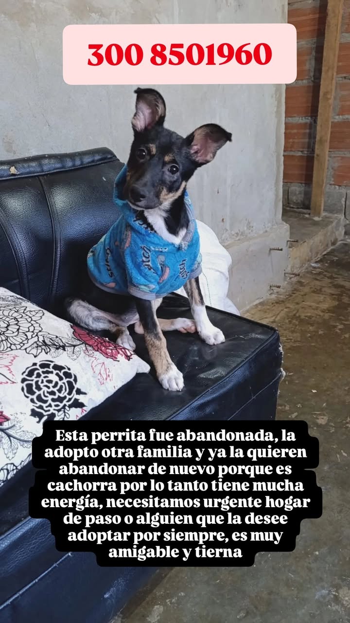 Adopción de perrita en Medellín 