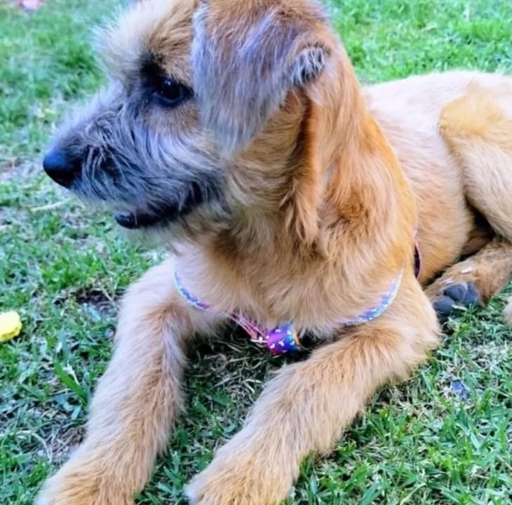 Perra mediana pequeña en adopción en Bogotá 