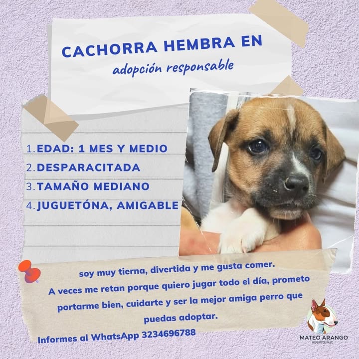 Bebés Adorables en Adopción - Manizales 
